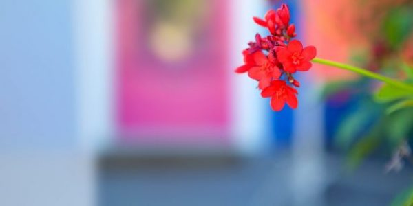 Flower in front of retail shop in Floresville, Texas