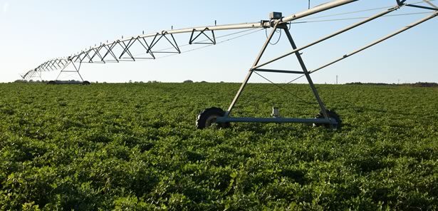 Peanuts growing in irrigated field