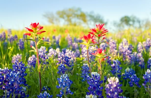 Bluebonnets and Indian Paintbrushes