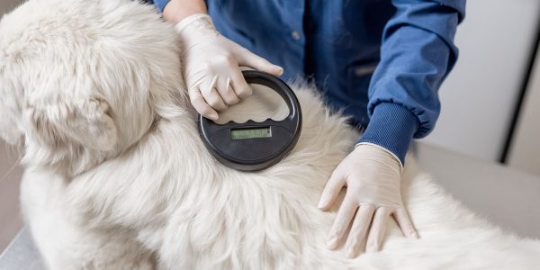 Animal Control Department